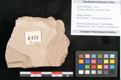 Foto (Objekt + Etikett) von Taxodium distichum miocenicum Heer (NHMW-GEO-2024-0188-6424)